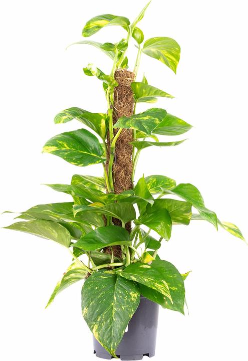 Actual product image Flowerbox Golden pothos on moss stick - height ca. 50 cm, pot-Ø 15 cm - Epipremnum aureum (50 cm)