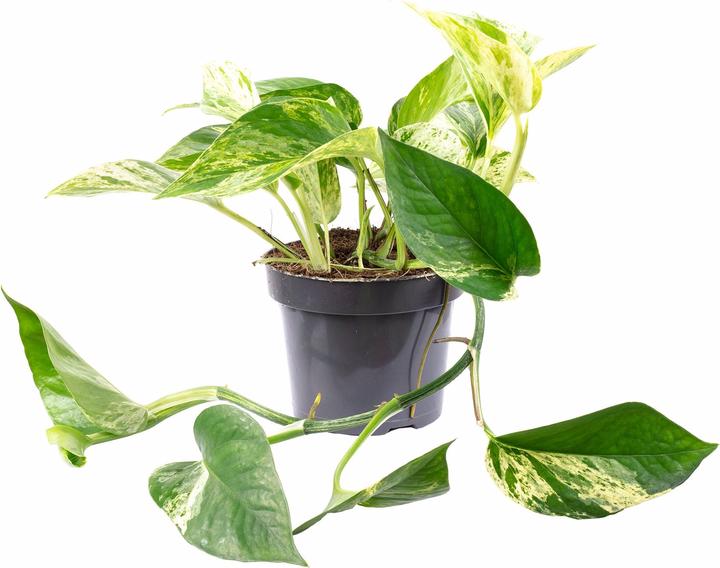 Flowerbox Efeutute - Epipremnum aureum (15 cm)