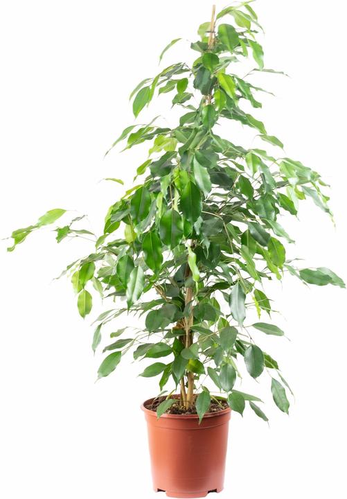 Flowerbox Benjamin fig Forever-Mix - height ca. 110 cm, pot Ø 21 cm - Ficus benjamini (110 cm)
