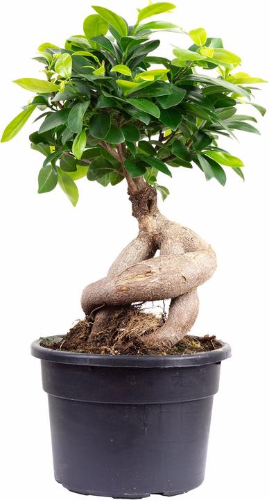 Immagine prodotto Flowerbox Fico cinese - Ficus Ginseng (40 cm)