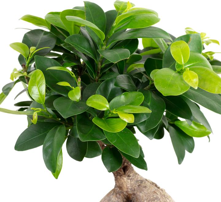 Immagine prodotto Flowerbox Fico cinese - Ficus Ginseng (40 cm)