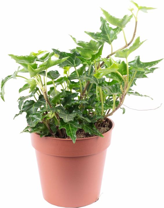 Flowerbox Gemeiner Efeu- Hedera helix (15 cm)