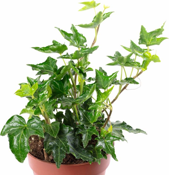Produktbild Flowerbox Gemeiner Efeu- Hedera helix (15 cm)