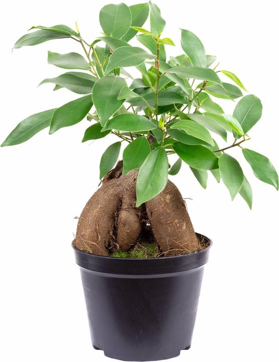 Immagine prodotto Flowerbox Bonsai - Ficus Ginseng (25 cm)