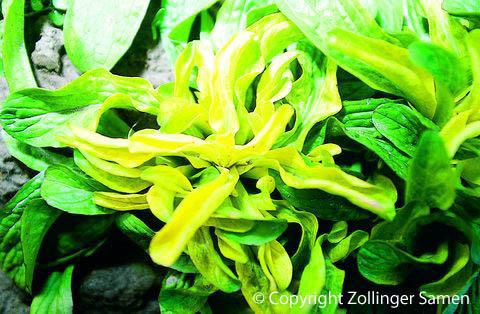 Actual product image Zollinger Bio Lamb's lettuce (lamb's lettuce), golden heart (Vegetable seeds)
