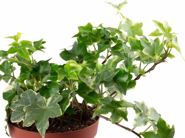 Produktbild Flowerbox Gemeiner Efeu- Hedera helix (15 cm)
