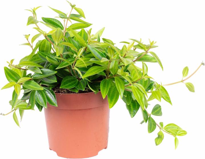 Produktbild Flowerbox Zwergpfeffer Smit- Peperomia (12 cm)