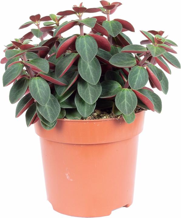 Produktbild Flowerbox Zwergpfeffer Smit- Peperomia (12 cm)