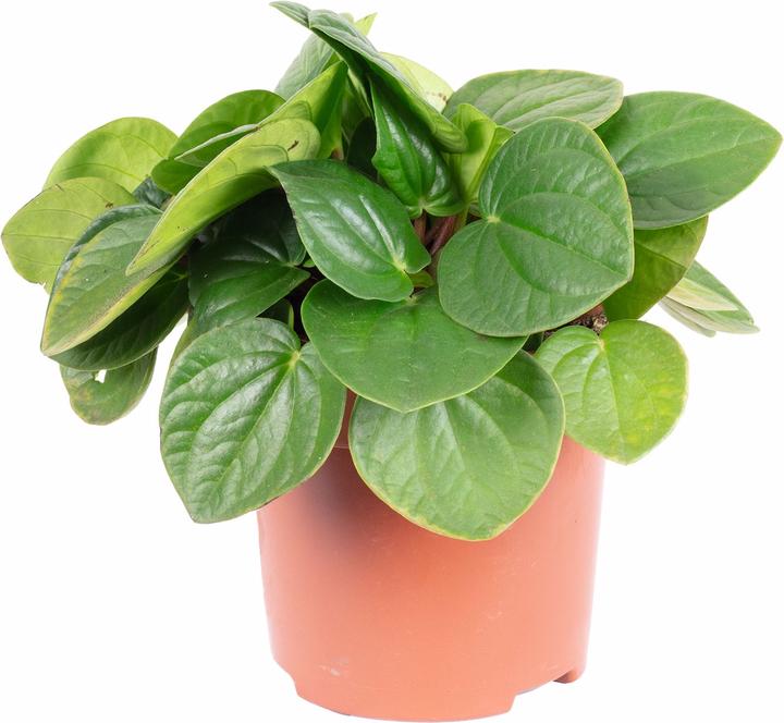 Produktbild Flowerbox Zwergpfeffer Smit- Peperomia (12 cm)