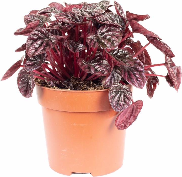Produktbild Flowerbox Zwergpfeffer Smit- Peperomia (12 cm)