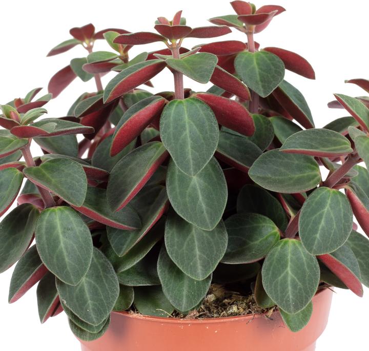 Produktbild Flowerbox Zwergpfeffer Smit- Peperomia (12 cm)
