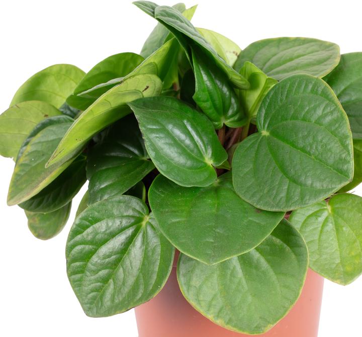 Produktbild Flowerbox Zwergpfeffer Smit- Peperomia (12 cm)