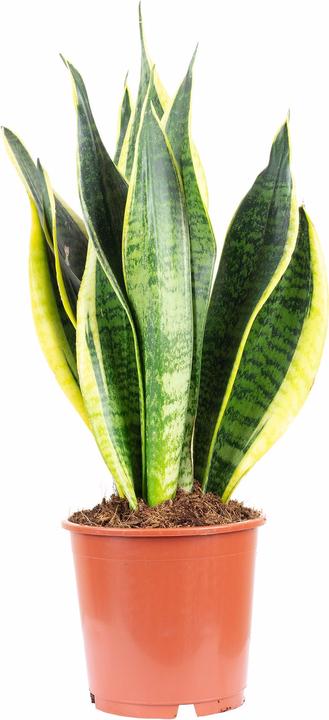 Produktbild Flowerbox Bogenhanf - Sansevieria trifasciata Laurentii (45 cm)