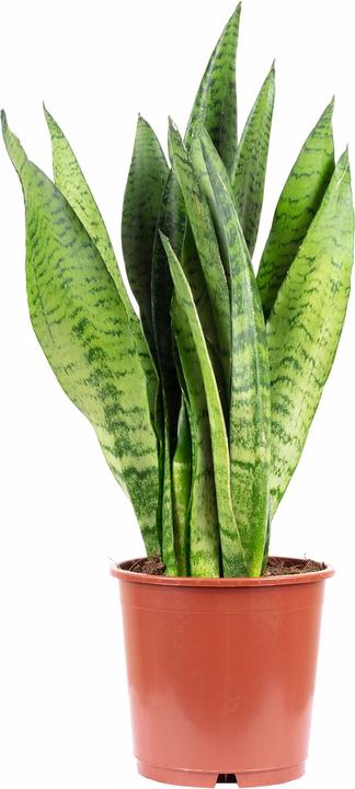 Produktbild Flowerbox Bogenhanf - Sansevieria zeylanica (45 cm)