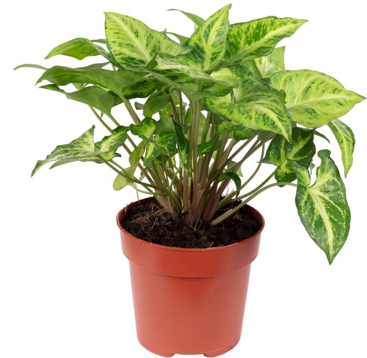 Image du produit Flowerbox Ttube pourpre - Syngonium Arrow (25 cm)