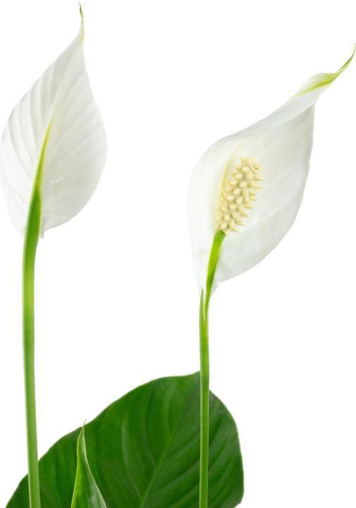 Actual product image Flowerbox Einblatt - Spathiphyllum (50 cm)