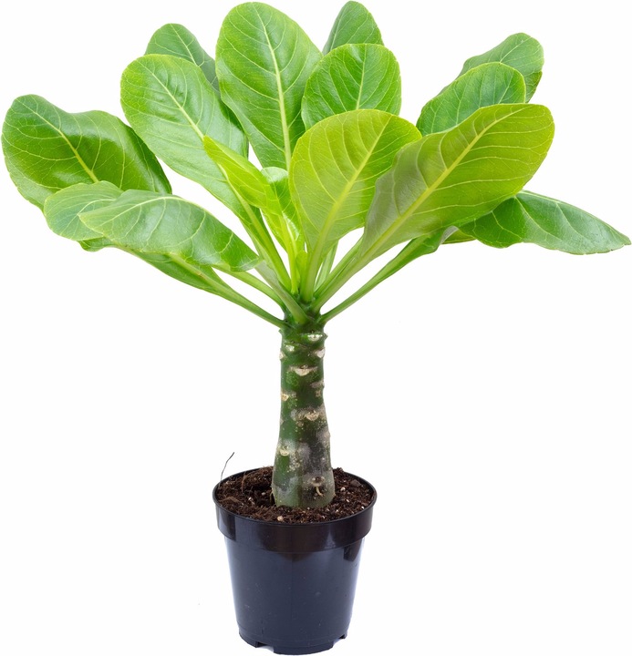 Actual product image Flowerbox Hawaiian vulcan palm - height ca. 40 cm, pot-Ø 12 cm - Brighamia (40 cm)