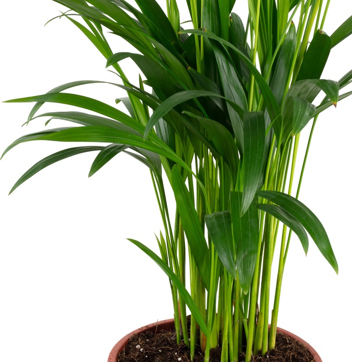 Actual product image Flowerbox Golden fruit palm - height ca. 60 cm, pot-Ø 17 cm - Areca Dypsis Lutescens (60 cm)