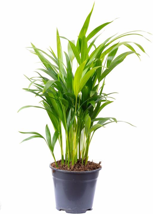 Actual product image Flowerbox Gold fruit palm - Areca Dypsis Lutescens (55 cm)