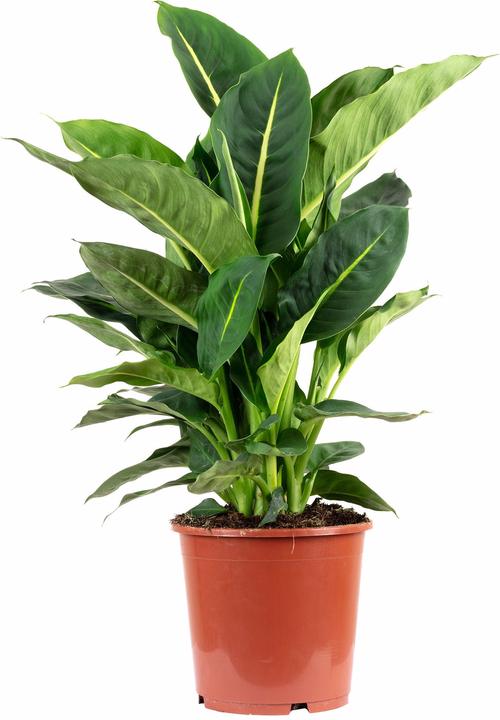 Image du produit Flowerbox Dieffenbachia "Green Magic" - Dieffenbachia (65 cm)