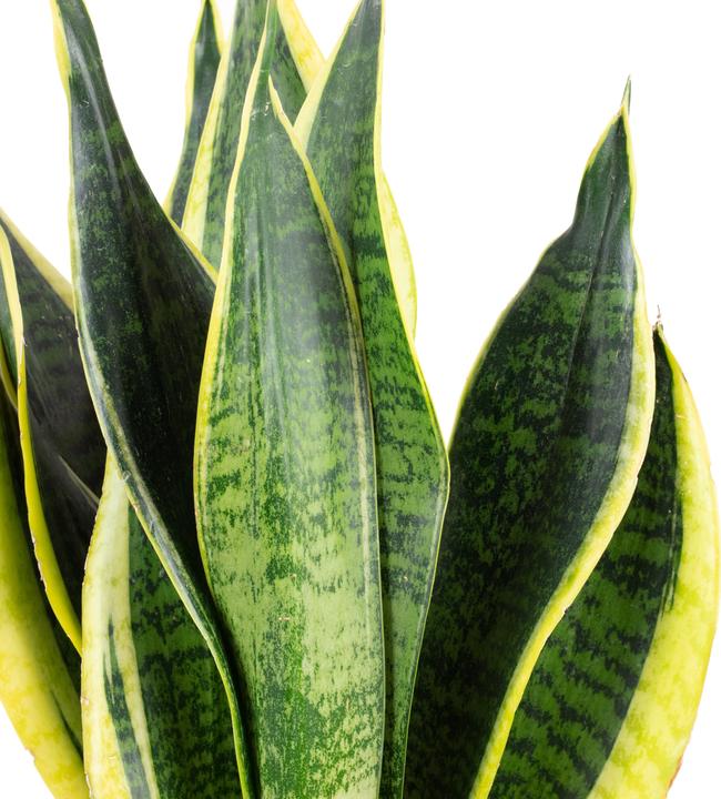 Produktbild Flowerbox Bogenhanf - Sansevieria trifasciata Laurentii (45 cm)