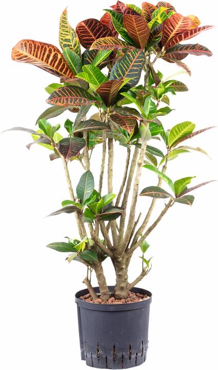 Produktbild Flowerbox Wunderstrauch "Petra" verzweigt in Hydrokultur - Codiaeum Petra