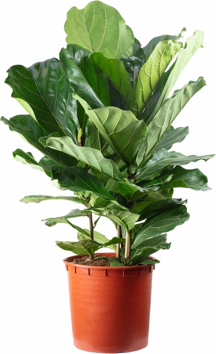 Produktbild Flowerbox Geigenfeige - Ficus Lyrata (120 cm)