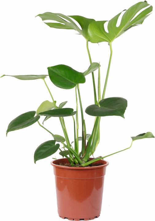 Immagine prodotto Flowerbox Foglia di finestra - Monstera Deliciosa (75 cm)