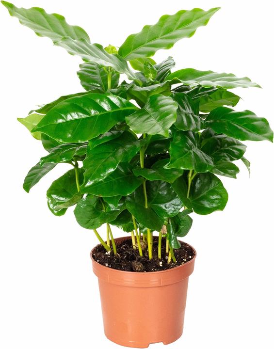 Produktbild Flowerbox Kaffeepflanze - Coffea Arabica (20 cm)