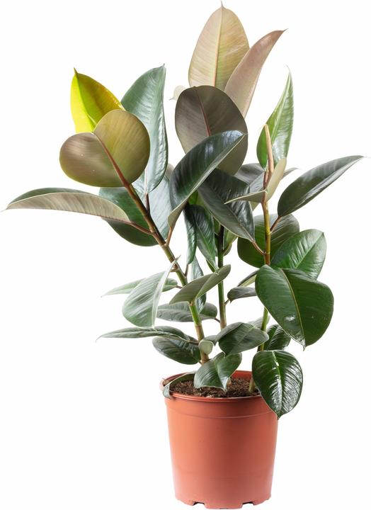 Produktbild Flowerbox Gummibaum - Ficus elastica "Robusta" (70 cm)