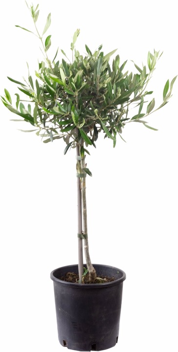 Produktbild Flowerbox Olivenbaum - Olea europaea (60 cm)