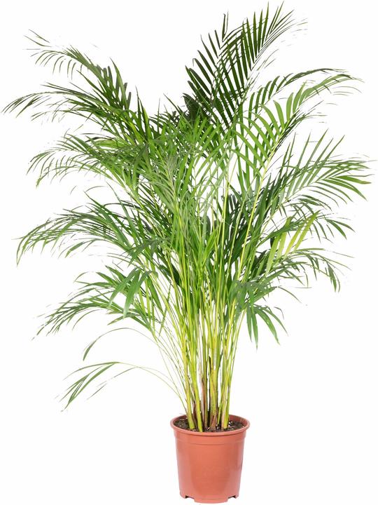 Flowerbox Palma da frutto dorata - Areca Dypsis Lutescens (120 cm)