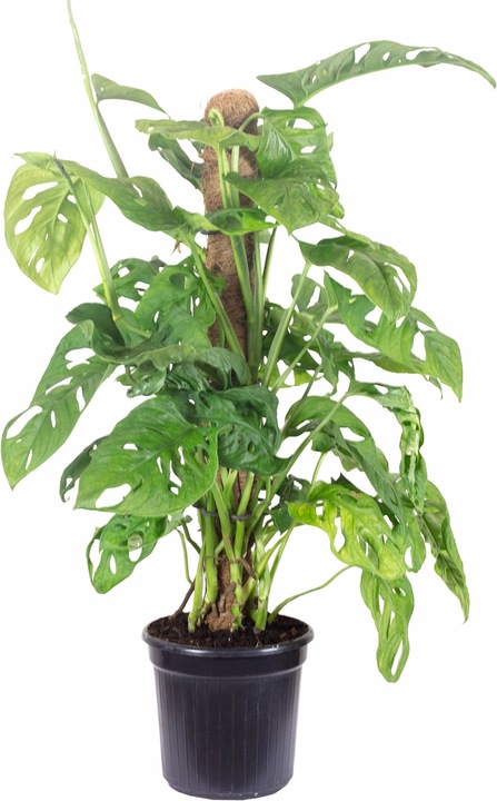 Flowerbox Schiefes Fensterblatt am Moosstab - Monstera andansonii "Monkey Leaf" (65 cm)