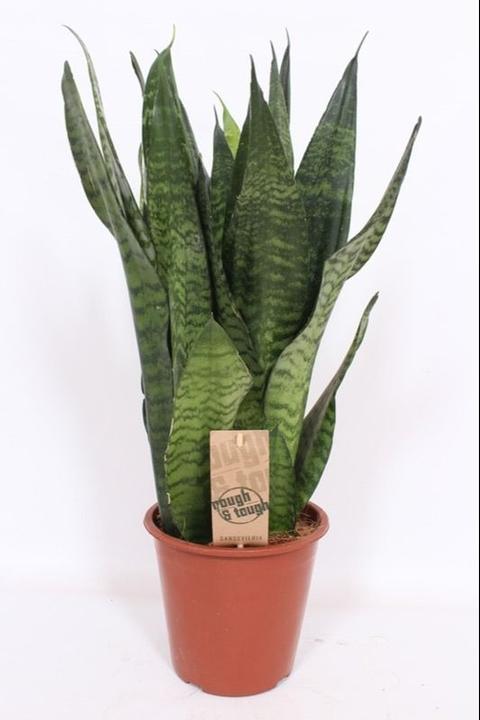 Actual product image Fresca-Plant Sansevieria mix (17 cm)