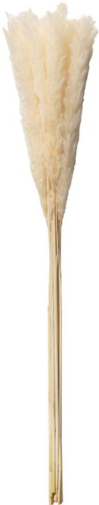 Produktbild micasa Pampas (100 cm)
