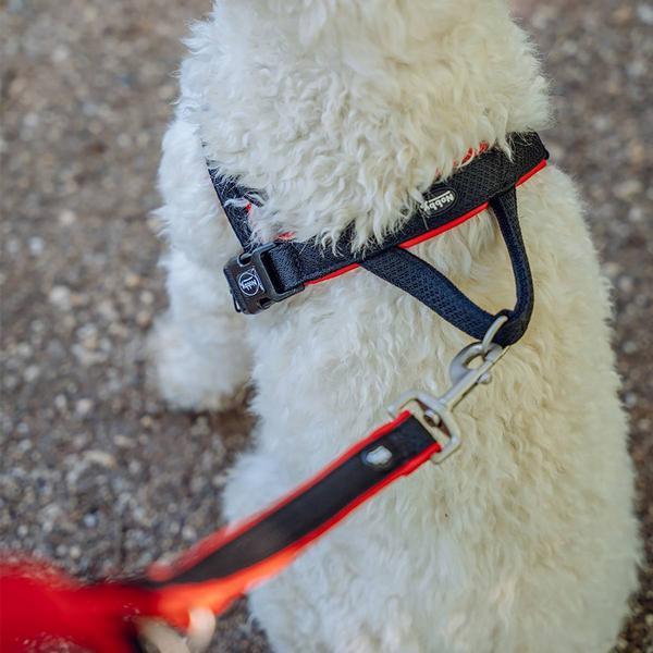 Immagine prodotto Nobby Imbracatura norvegese a rete Prenota (L, Cane, Generale)
