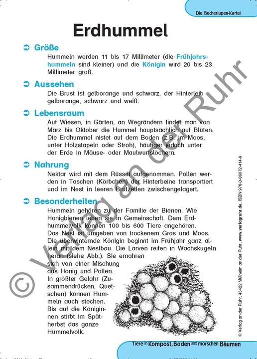 Produktbild Tiere in Kompost, Boden und morschen Bäumen (Deutsch, Heinrich Köster, Jürgen Dittmann, 1999)