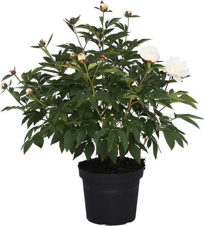 Produktbild Zulauf Edel-Pfingstrose / Paeonia lact. 'Shirley Temple' (30 cm)