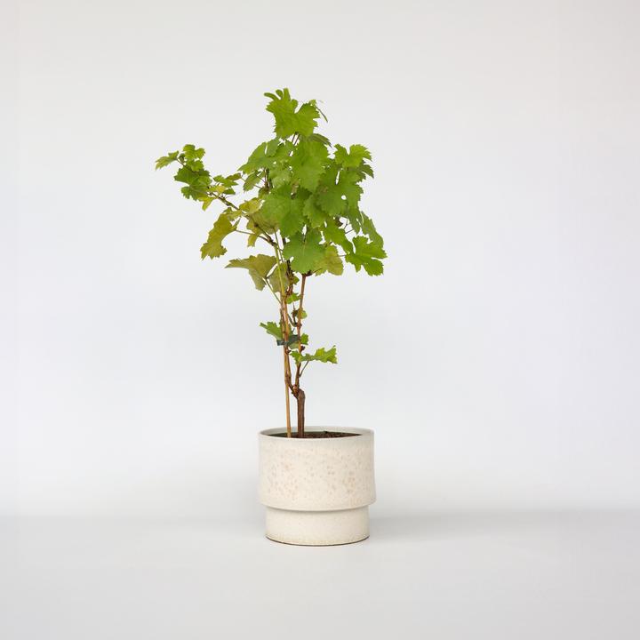 Produktbild Plant in a Box Vitis vinifera ‘Himrod’ - Traubenpflanze (60 cm)
