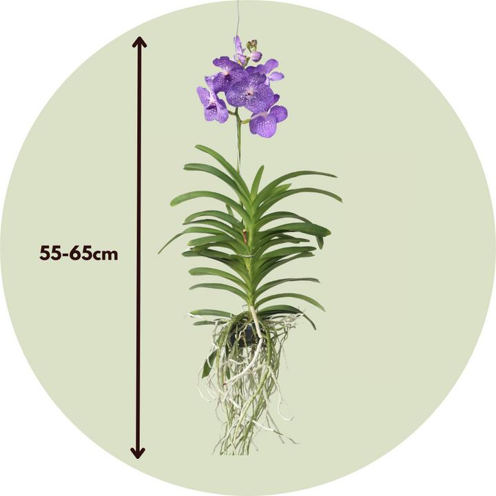 Actual product image Plant in a Box Vanda 'Magic Royal Blue' - Orchid (90 cm)