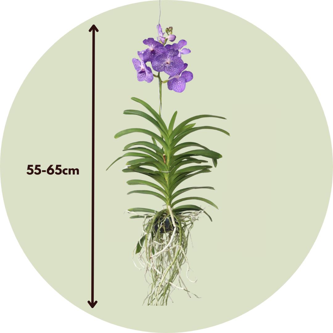 Thumbnail - Plant in a Box, Pflanzen, Vanda 'Magic Royal Blue' - Orchidee (90 cm)