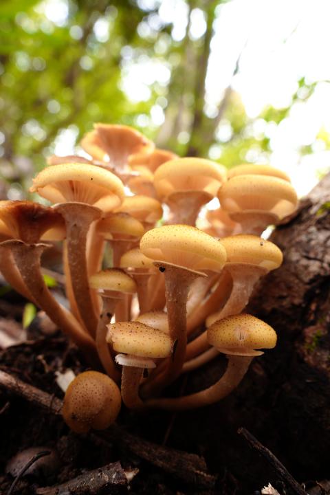 Produktbild Sigma 24mm F3,5 DG DN Contemporary Sony-E (Sony E, Vollformat)