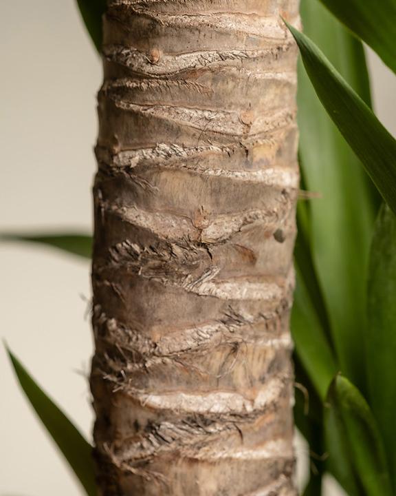 Actual product image feey Grosse Yucca (110 cm, Freshly repotted)