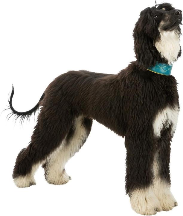 Actual product image Trixie Collar Active Comfort with pull-stop (M, S, Dog, General)