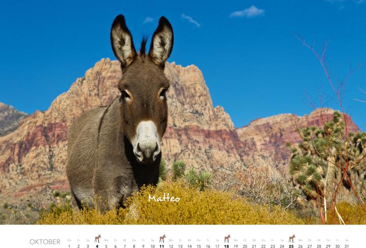 Produktbild Esel Kalender 2026 (47,5 x 33 cm)