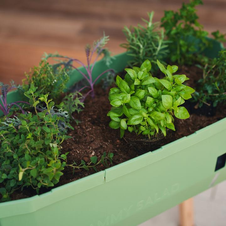 Immagine prodotto Gusta Garden Letto rialzato SAMMY SALAD Starter Set, verde scuro