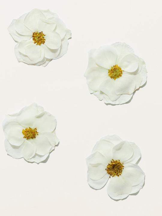 Immagine prodotto Burberry Lei Blossom (Eau de toilette, 50 ml)