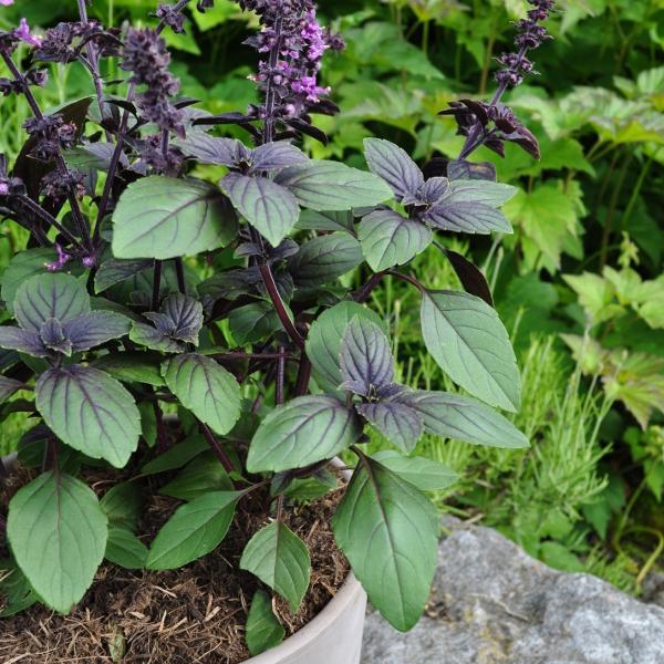 Immagine prodotto Säntispracht 3 er Set, Strauchbasilikum - Ocimum basilicum Magic Blue (60 cm)