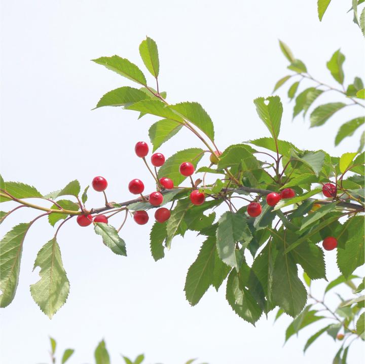 Produktbild Gardigo Solar Vogelvertreiber 60090