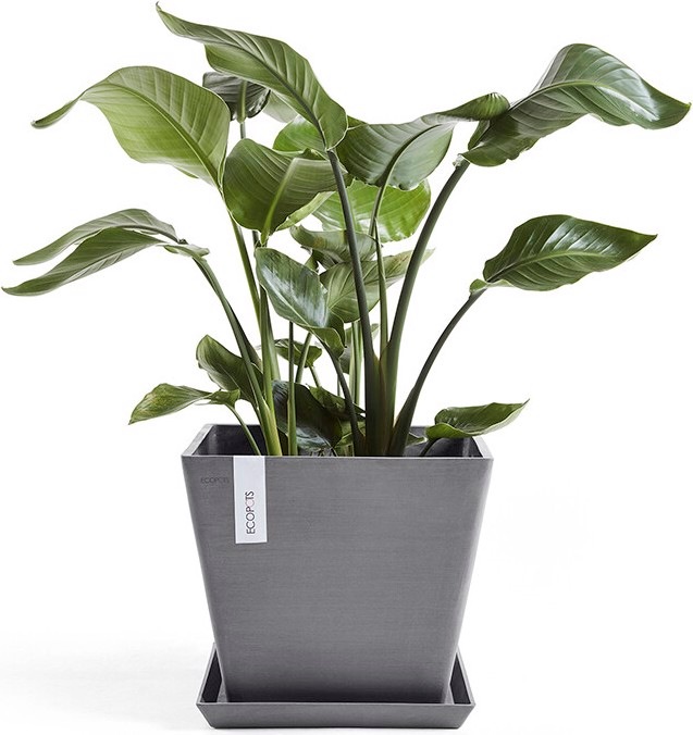 Actual product image Ecopots Saucer